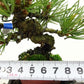 盆栽 松 五葉松 樹高 約10cm ごようまつ Pinus parviflora ゴヨウマツ マツ科 常緑針葉樹 観賞用 小品