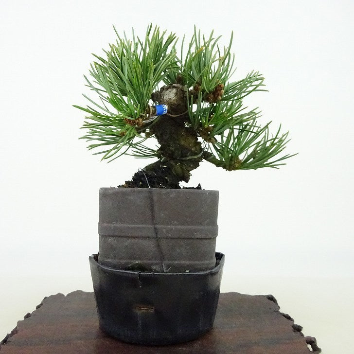 盆栽 松 五葉松 樹高 約9cm ごようまつ Pinus parviflora ゴヨウマツ マツ科 常緑針葉樹 観賞用 小品 o1127306174