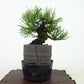 盆栽 松 五葉松 樹高 約9cm ごようまつ Pinus parviflora ゴヨウマツ マツ科 常緑針葉樹 観賞用 小品 o1127306174