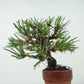 盆栽 松 赤松 樹高 約13cm あかまつ Pinus densiflora アカマツ red pine マツ科 常緑樹 観賞用 小品