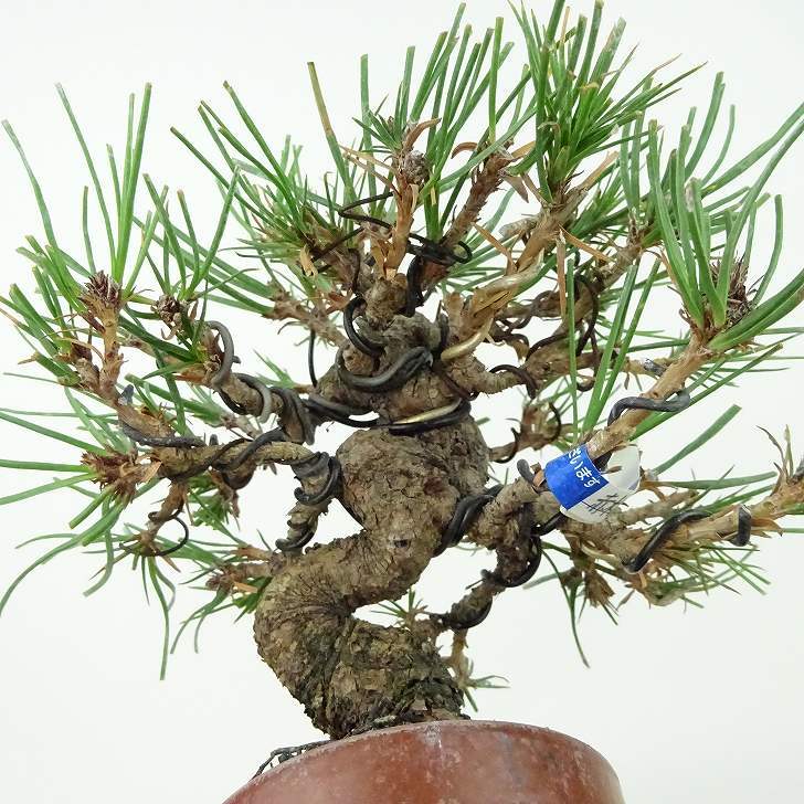 盆栽 松 赤松 樹高 約13cm あかまつ Pinus densiflora アカマツ red pine マツ科 常緑樹 観賞用 小品