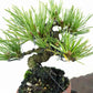 盆栽 松 五葉松 樹高 約10cm ごようまつ Pinus parviflora ゴヨウマツ マツ科 常緑針葉樹 観賞用 小品