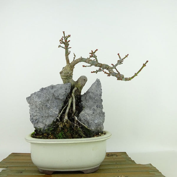 盆栽 紅葉 獅子頭 樹高 約20cm もみじ Acer palmatum モミジ シシガシラ 石付き カエデ科 落葉樹 観賞用 小品