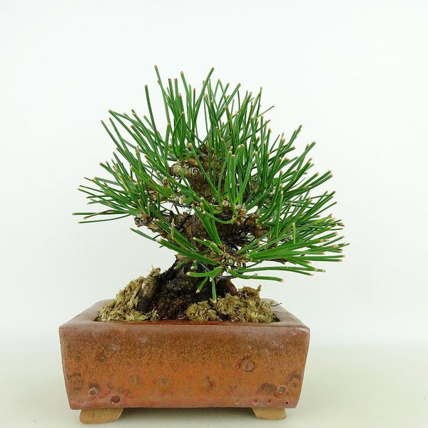 盆栽 松 黒松 樹高 約14cm くろまつ Pinus thunbergii クロマツ マツ科 常緑針葉樹 観賞用 小品 e1128389907