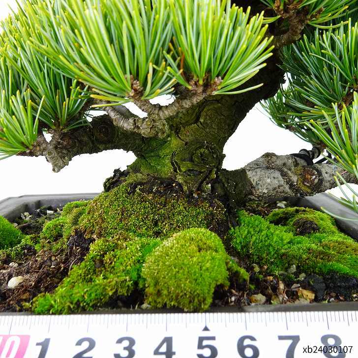 盆栽 松 五葉松 宮島 樹高 約18cm ごようまつ 高級盆栽 Pinus parviflora ゴヨウマツ マツ科 常緑針葉樹 観賞用 小品