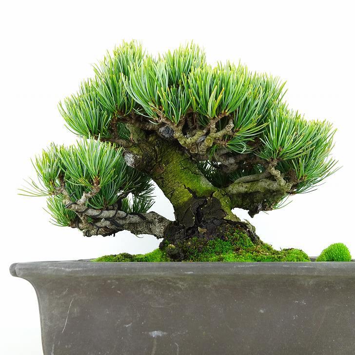 盆栽 松 五葉松 宮島 樹高 約18cm ごようまつ 高級盆栽 Pinus parviflora ゴヨウマツ マツ科 常緑針葉樹 観賞用 小品