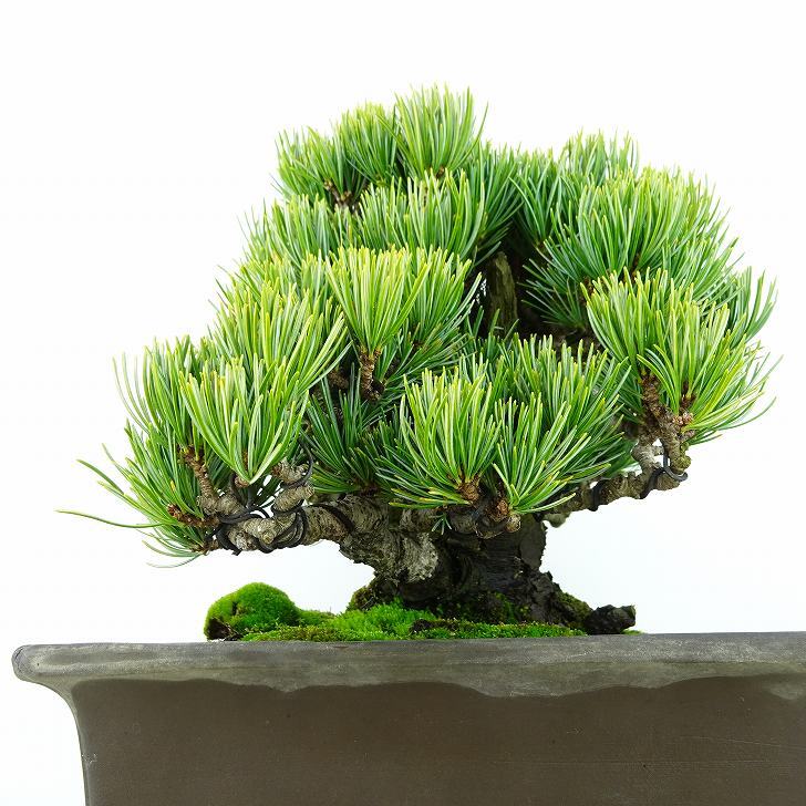 盆栽 松 五葉松 宮島 樹高 約18cm ごようまつ 高級盆栽 Pinus parviflora ゴヨウマツ マツ科 常緑針葉樹 観賞用 小品 x1128378517