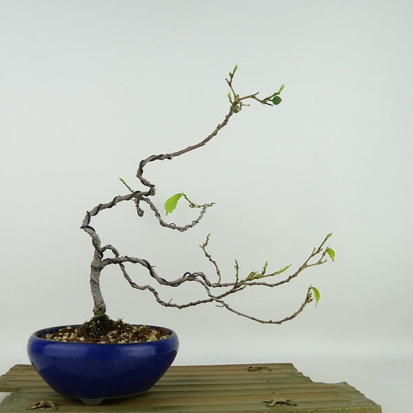 盆栽 犬枇杷 樹高 約24cm いぬびわ Ficus erecta イヌビワ クワ科 イチジク属 落葉樹 観賞用 o1128382398