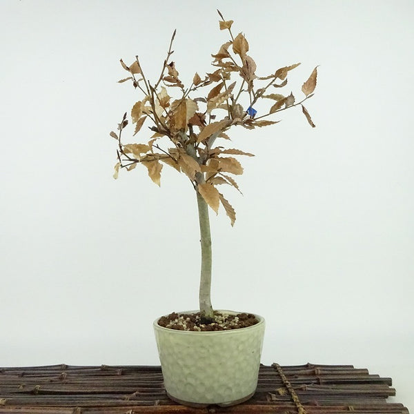 盆栽 山毛欅 ぶな 樹高 約30cm Fagus crenata ブナ ブナ科 落葉樹 観賞用 v1129522250