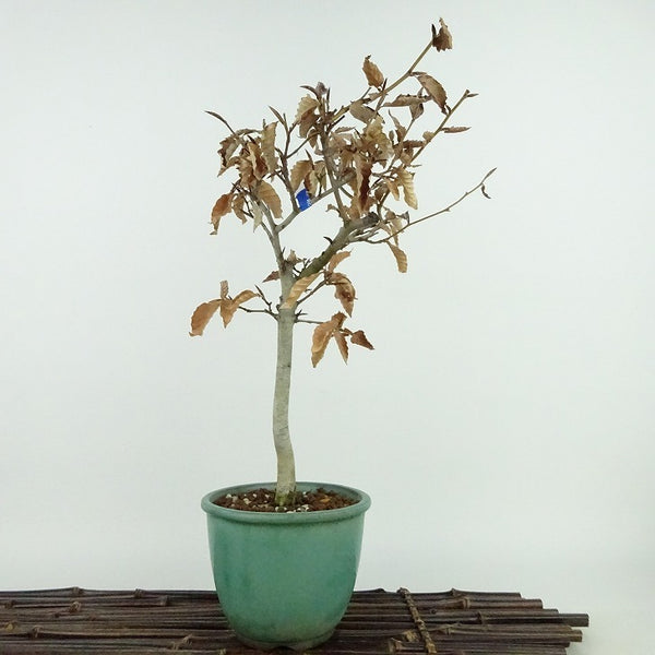 盆栽 山毛欅 ぶな 樹高 約29cm Fagus crenata ブナ ブナ科 落葉樹 観賞用 o1129518504