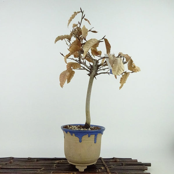 盆栽 山毛欅 ぶな 樹高 約28cm Fagus crenata ブナ ブナ科 落葉樹 観賞用 n1129501938