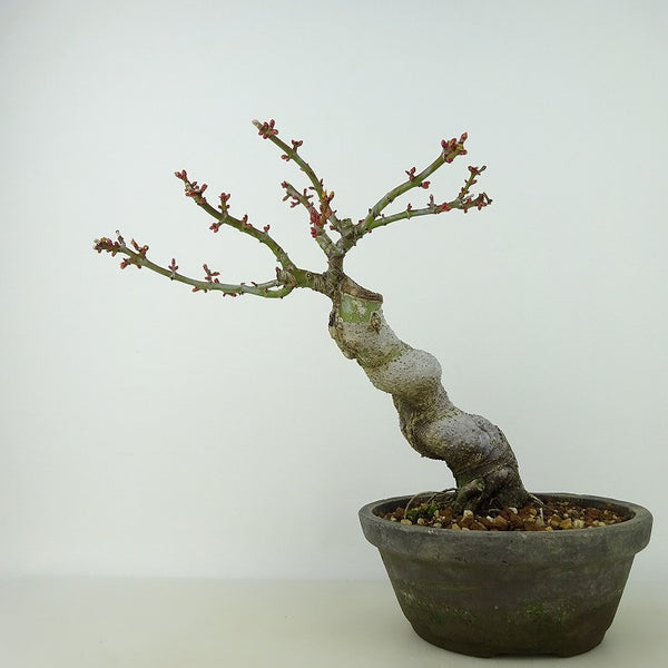 盆栽 紅葉 獅子頭 樹高 約19cm もみじ Acer palmatum モミジ シシガシラ カエデ科 落葉樹 観賞用 小品 n1129508111