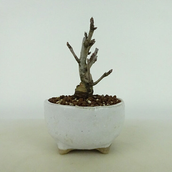 盆栽 姫林檎 樹高 約11～12cm ひめりんご Malus prunifolia ヒメリンゴ バラ科 リンゴ属 落葉樹 観賞用 小品 数量物 セレクト