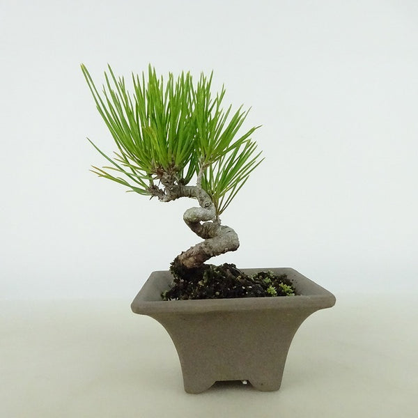 盆栽 松 黒松 樹高 約10～11cm くろまつ Pinus thunbergii クロマツ マツ科 常緑針葉樹 観賞用 小品 数量物 セレクト f1129504977