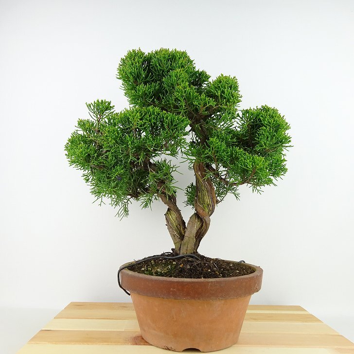 盆栽 真柏 樹高 約32cm しんぱく Juniperus chinensis シンパク シャリ ヒノキ科 常緑樹 観賞用 m1129618293 -  森流 GreenFlow - 動植物造景專門店