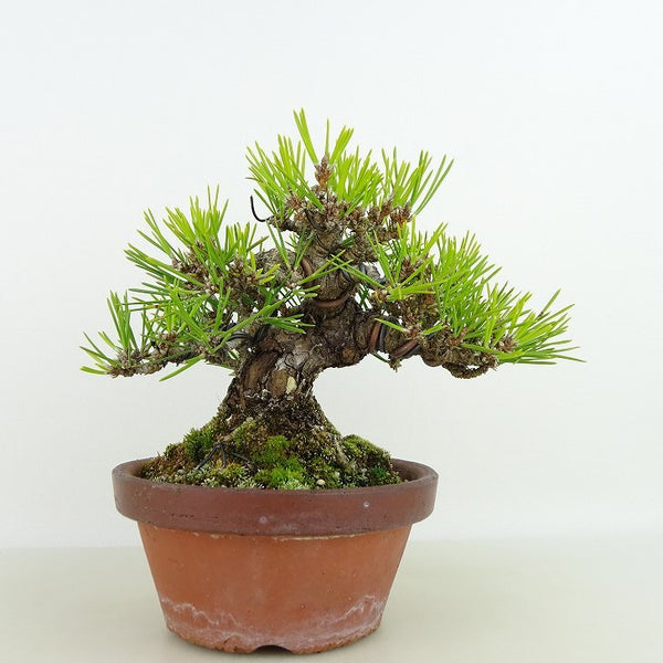 盆栽 松 黒松 樹高 約15cm くろまつ 高級盆栽 Pinus thunbergii クロマツ マツ科 常緑針葉樹 観賞用 小品 b1129627899