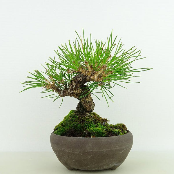 盆栽 松 黒松 樹高 約14cm くろまつ Pinus thunbergii クロマツ マツ科 常緑針葉樹 観賞用 小品 k1129633179