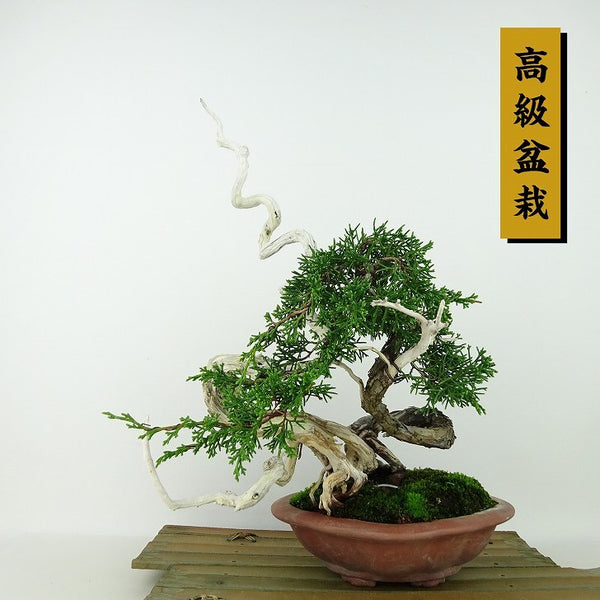 盆栽 真柏 樹高 約29cm しんぱく 高級盆栽 Juniperus chinensis シンパク “ジン シャリ” ヒノキ科 常緑樹 観賞用 e1129642164