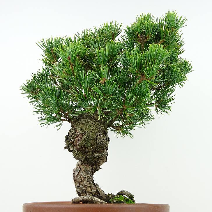 盆栽 松 五葉松 八房 樹高 約27cm ごようまつ Pinus parviflora ゴヨウマツ マツ科 常緑針葉樹 観賞用 h1129640137