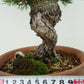 盆栽 松 五葉松 八房 樹高 約27cm ごようまつ Pinus parviflora ゴヨウマツ マツ科 常緑針葉樹 観賞用 h1129640137