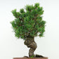 盆栽 松 五葉松 八房 樹高 約27cm ごようまつ Pinus parviflora ゴヨウマツ マツ科 常緑針葉樹 観賞用 h1129640137