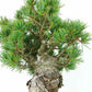 盆栽 松 五葉松 八房 樹高 約27cm ごようまつ Pinus parviflora ゴヨウマツ マツ科 常緑針葉樹 観賞用 h1129640137