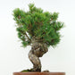 盆栽 松 五葉松 八房 樹高 約27cm ごようまつ Pinus parviflora ゴヨウマツ マツ科 常緑針葉樹 観賞用 h1129640137