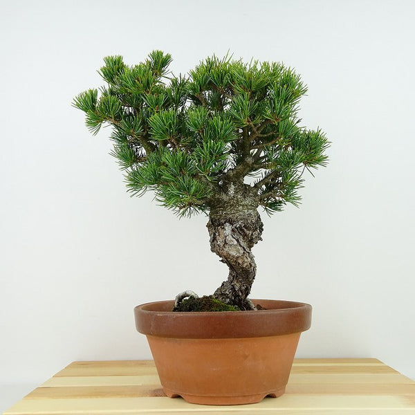 盆栽 松 五葉松 八房 樹高 約27cm ごようまつ Pinus parviflora ゴヨウマツ マツ科 常緑針葉樹 観賞用 h1129640137