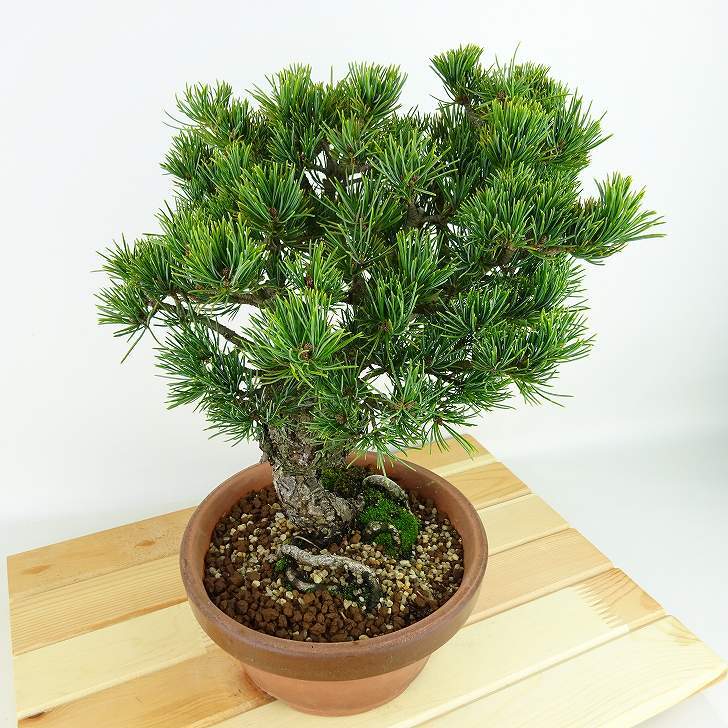 盆栽 松 五葉松 八房 樹高 約27cm ごようまつ Pinus parviflora ゴヨウマツ マツ科 常緑針葉樹 観賞用 h1129640137