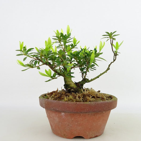 盆栽 皐月 樹高 約12cm さつき Rhododendron indicum サツキ ツツジ科 常緑樹 観賞用 小品 f1129625135