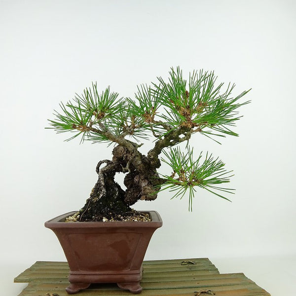 盆栽 松 赤松 樹高 約19cm あかまつ Pinus densiflora アカマツ red pine マツ科 常緑樹 観賞用 小品 v1129641521