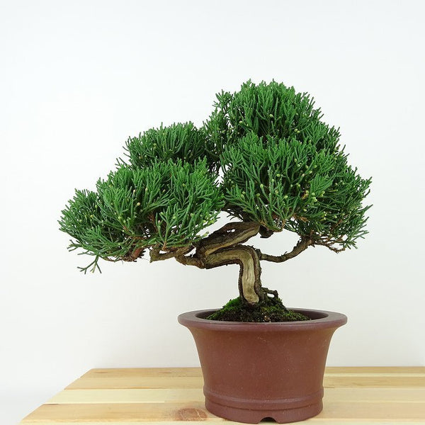 盆栽 真柏 樹高 約20cm しんぱく Juniperus chinensis シンパク ヒノキ科 常緑樹 観賞用 小品 c1129627872