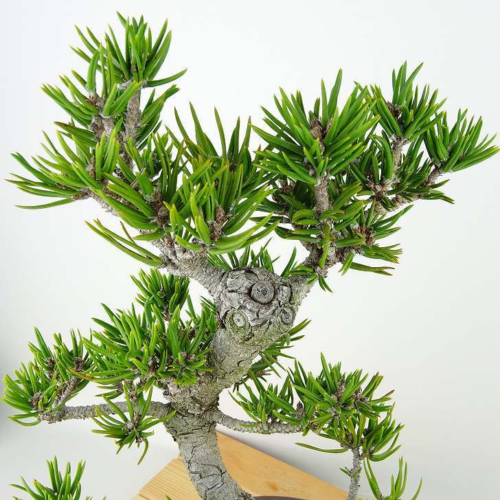 盆栽 松 寸松 黒松 樹高 約33cm くろまつ Pinus thunbergii クロマツ マツ科 常緑針葉樹 観賞用 b1129629435