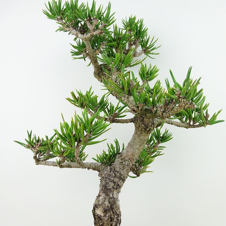 盆栽 松 寸松 黒松 樹高 約33cm くろまつ Pinus thunbergii クロマツ マツ科 常緑針葉樹 観賞用 b1129629435