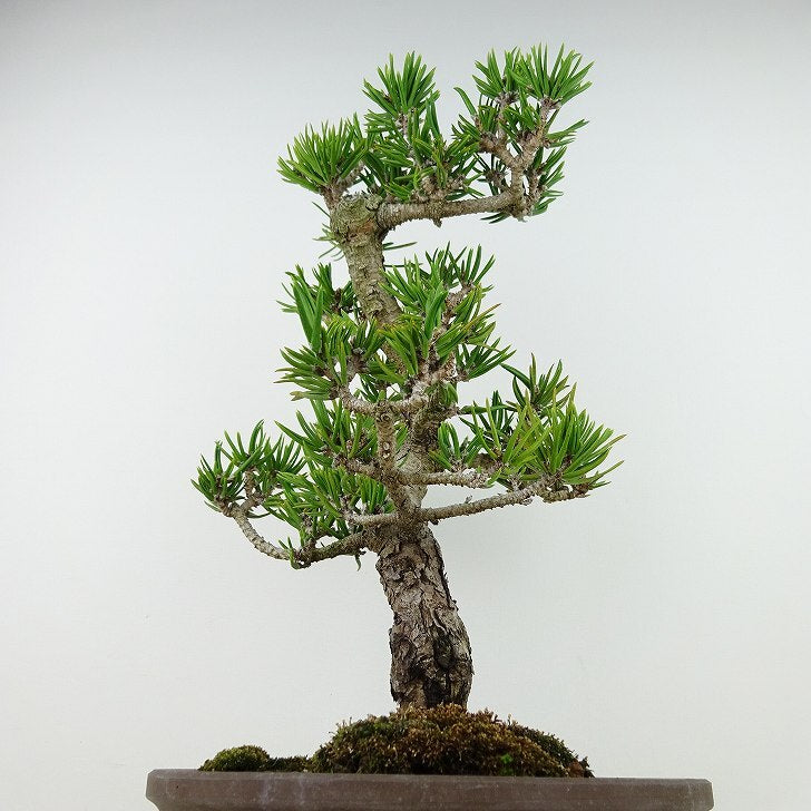 盆栽 松 寸松 黒松 樹高 約33cm くろまつ Pinus thunbergii クロマツ マツ科 常緑針葉樹 観賞用 b1129629435