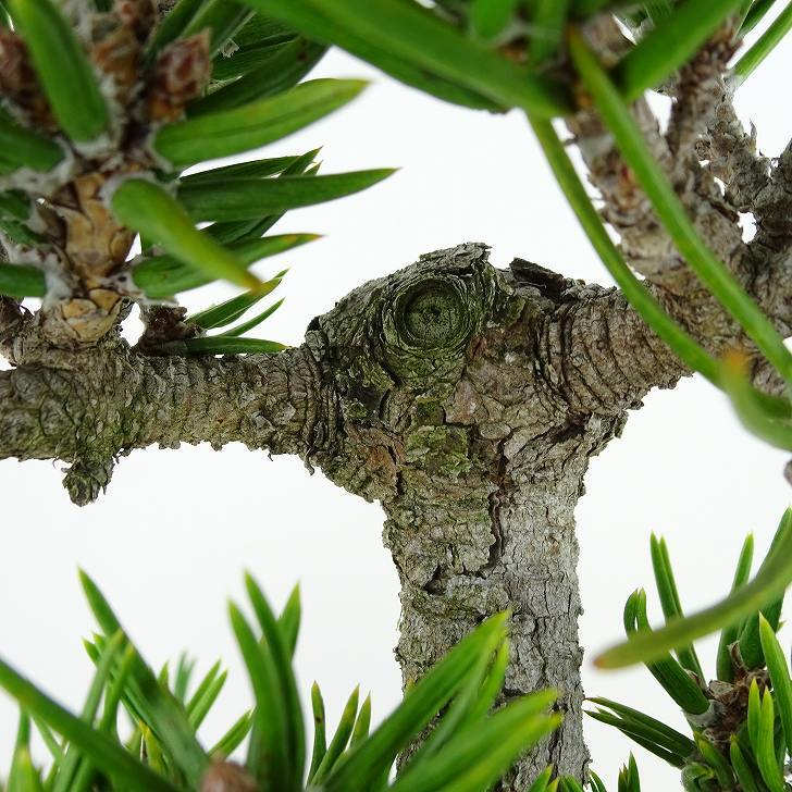 盆栽 松 寸松 黒松 樹高 約33cm くろまつ Pinus thunbergii クロマツ マツ科 常緑針葉樹 観賞用 b1129629435