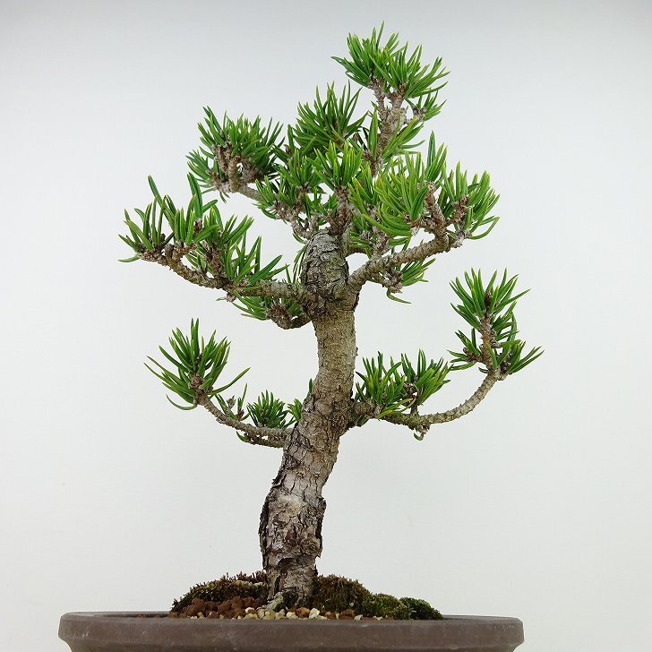 盆栽 松 寸松 黒松 樹高 約33cm くろまつ Pinus thunbergii クロマツ マツ科 常緑針葉樹 観賞用 b1129629435