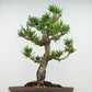 盆栽 松 寸松 黒松 樹高 約33cm くろまつ Pinus thunbergii クロマツ マツ科 常緑針葉樹 観賞用 b1129629435