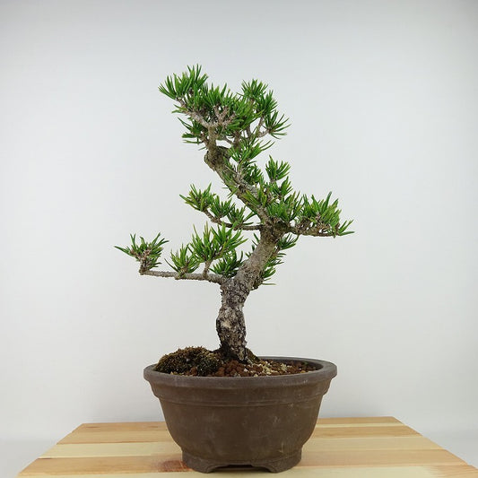 盆栽 松 寸松 黒松 樹高 約33cm くろまつ Pinus thunbergii クロマツ マツ科 常緑針葉樹 観賞用 b1129629435