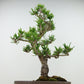 盆栽 松 寸松 黒松 樹高 約33cm くろまつ Pinus thunbergii クロマツ マツ科 常緑針葉樹 観賞用 b1129629435