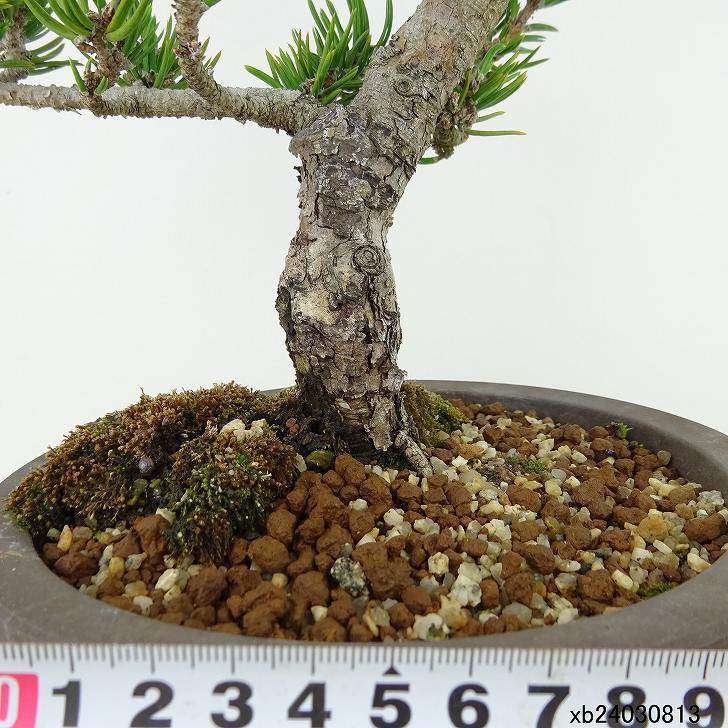 盆栽 松 寸松 黒松 樹高 約33cm くろまつ Pinus thunbergii クロマツ マツ科 常緑針葉樹 観賞用 b1129629435