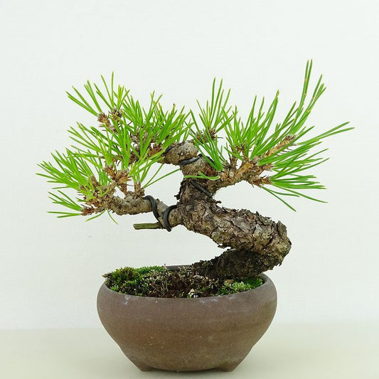 盆栽 松 黒松 樹高 約11cm くろまつ Pinus thunbergii クロマツ マツ科 常緑針葉樹 観賞用 小品 p1129631176