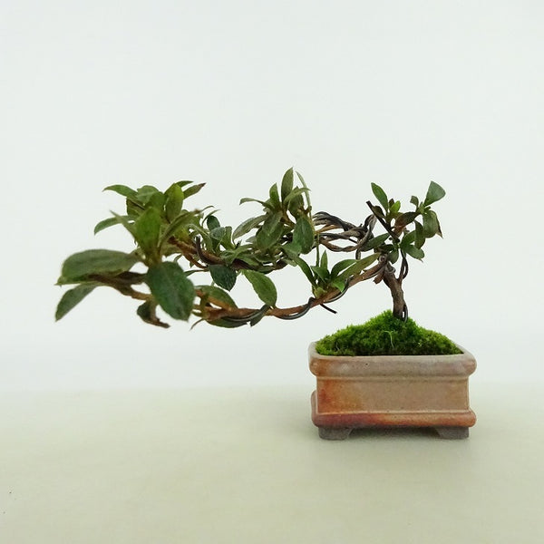 盆栽 皐月 千姫 樹高 約7cm さつき Rhododendron indicum サツキ ツツジ科 常緑樹 観賞用 小品 c1129937942