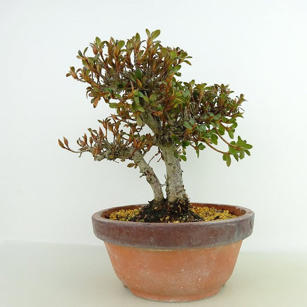 盆栽 皐月 鶴翁 樹高 約16cm さつき Rhododendron indicum サツキ ツツジ科 常緑樹 観賞用 小品 b1129944699