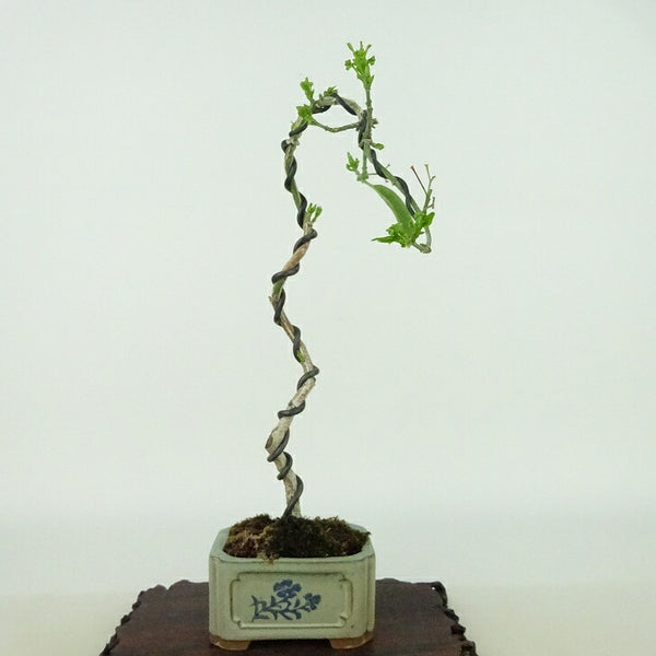 盆栽 真弓 樹高 約21cm まゆみ Euonymus sieboldianus マユミ ニシキギ科 落葉広葉樹 観賞用 p1130257349