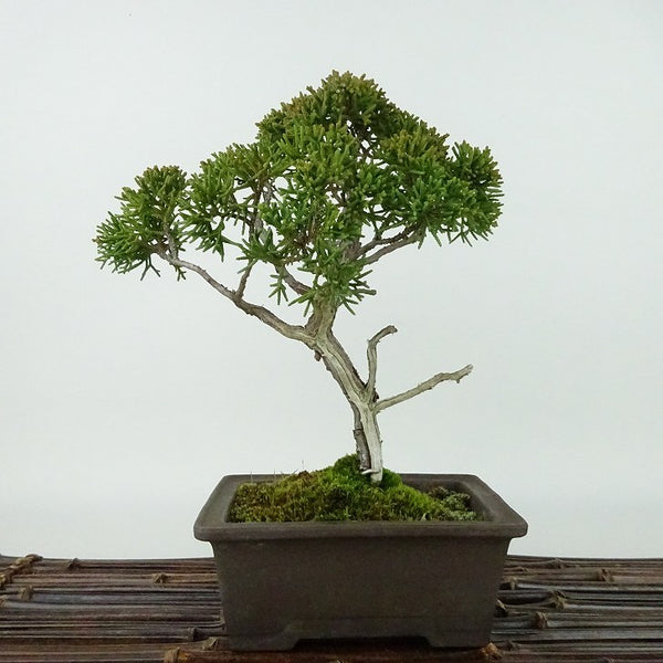 盆栽 真柏 樹高 約19cm しんぱく Juniperus chinensis シンパク “ジン シャリ” ヒノキ科 常緑樹 観賞用 小品 f1130373331