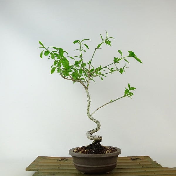 盆栽 真弓 樹高 約19cm まゆみ Euonymus sieboldianus マユミ ニシキギ科 落葉広葉樹 観賞用 小品 b1131242356