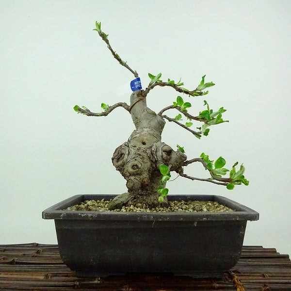 盆栽 姫林檎 姫国光 樹高 約23cm ひめりんご Malus prunifolia ヒメリンゴ バラ科 リンゴ属 落葉樹 観賞用 g1132055512