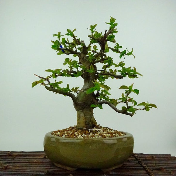 盆栽 花梨 樹高 約20cm かりん Pseudocydonia sinensis カリン バラ科 落葉樹 観賞用 小品 w1132056289