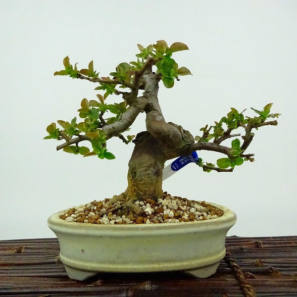 盆栽 花梨 樹高 約16cm かりん Pseudocydonia sinensis カリン バラ科 落葉樹 観賞用 小品 m1132174645